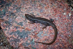 Lézard endémique du parc national de Freycinet