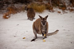 Wallaby mangeant une peau de banane, Wineglass Bay, Freycinet National Park