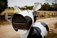 Boîte aux lettres vache, Bay of Fires