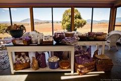 Boutique de lavande et vue sur les champs de fleurs, Bridport