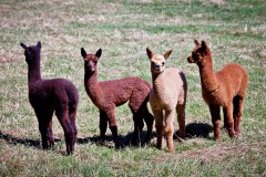 Lamas, sur la route de Lilydale