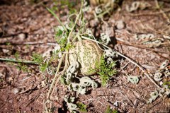 Un cucurbitacée du bush
