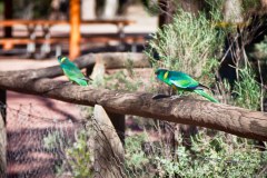 Perroquets, Wilpena