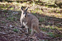 Kangourou, Wilpena Pound