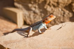 Lézard