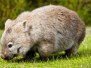 Gippsland