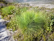 Spinifex