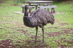 un émeu, Tower Hill Reserve