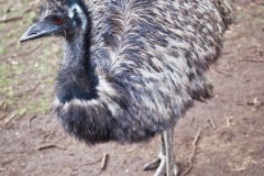 Emeu, Tower Hill Reserve
