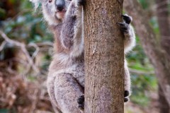 Koala, Tower Hill Reserve