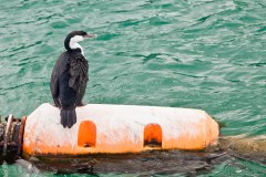 Cormoran, Griffiths Island