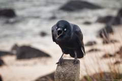 Corbeau, Griffiths Island