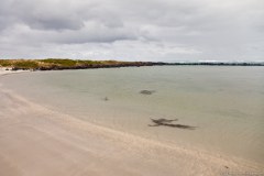 Plage, Griffiths Island