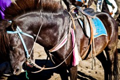 Cheval-Bromo