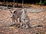 Kangourous
