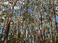 Arbres