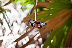 Papillon, Kakadu National Park