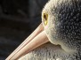 Kangaroo Island