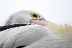 Gros plan pélican, American River, Kangaroo Island