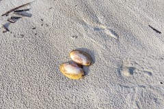 Coquillage, Kangaroo Island