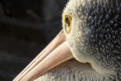 L'oeil du pélican, Kingscote, Kangaroo Island