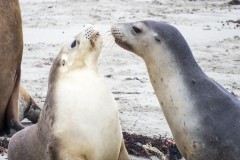 Lions de mer australien, Seal Bay Conservation Park, Kangaroo Island