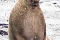 Le père de famille ! Seal Bay Conservation Park, Kangaroo Island