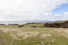 Dans les champs aux abords de Penneshaw, Kangaroo Island