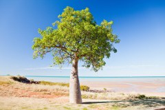 Un baobab, city beach, Broome