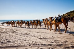 Dromadaires sur la plage de Cable Beach, Broome