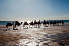 Dromadaires sur la plage, Broome