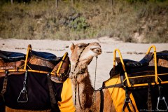 Un dromadaire qui fait un clin d'oeil, Broome