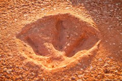 Emprunte de dinosaure, Point Gantheaume, Broome