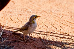 Méliphage à cou jaune, Kimberley