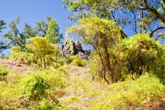 Végétation de Geikie Gorge, Fitzroy Crossing