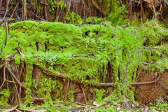 Panoramique de mousse, The Grotto