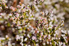 Petites fleurs sur le sentier de randonnée de Kings Canyon