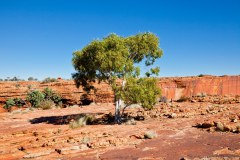 Eucalyptus au sommet de Kings Canyon