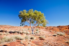 Ghost Gum au sommet de Kings Canyon