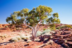 Eucalyptus, sommet de Kings Canyon