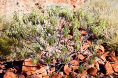 Végétation, Kings Canyon