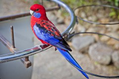 Perroquet, Lamington National Park