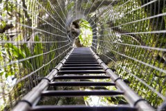 Tree Top Walk, Lamington National Park