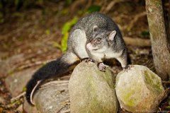 Possum, Lamington National Park