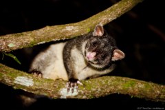 Possum, Lamington National Park