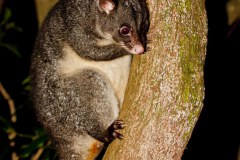 Possum, Lamington National Park