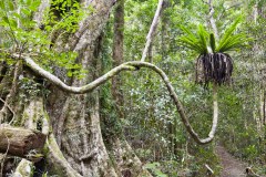 Lamington National Park