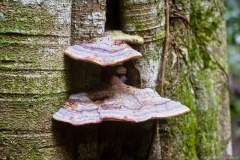 Champignons, Lamington National Park