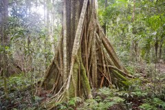 Figuier étrangleur, Lamington National Park