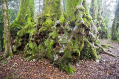 Nothofagus Moorei, anciens arbres de l'Antartique, Best of all Lookout, Springbrook